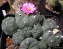 lophophora