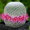 mammillaria