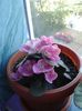 Rhapsody Joan_7