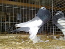 2010-01-16_15-28-20_160120102671