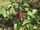 DSCF5385