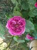 DSCF5395