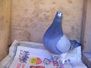 Picture 037