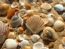 seashells