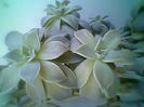 Echeveria