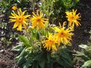 Arnica_montana..
