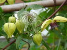 Clematis Korean Beauty
