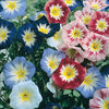 Convolvulus tricolor mix