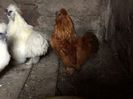 IMG_1556[1]