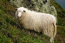 Oaia norvegiana