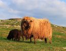Oaie vikinga din Norvegia