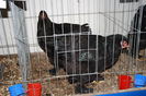 IMG_0326 - Copy