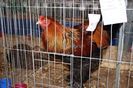 IMG_0329 - Copy