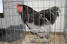 IMG_0330 - Copy