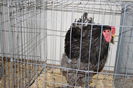 IMG_0331 - Copy