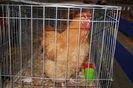 IMG_0333 - Copy