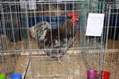 IMG_0335 - Copy