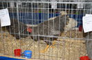 IMG_0336 - Copy