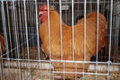 IMG_0337 - Copy
