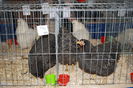 IMG_0338 - Copy