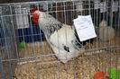 IMG_0339 - Copy