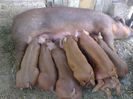 Purcei DUROC