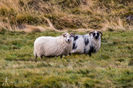 Icelandic sheep-2