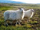 Icelandic Sheep rezistente la frig