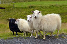Oi Icelandic frumoase