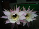 Echinopsis sp