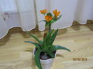 Ornithogalum Dubium