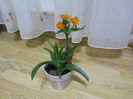 Ornithogalum Dubium