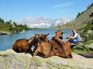 Alpinele stau la soare