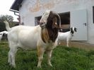 Boerii deosebiti-4