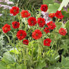 Geum chiloense Mrs._Bradshaw