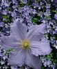 CLEMATITA BLUE ANGEL