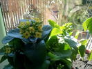 kalanchoe galben