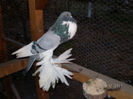 53742136_DTGMAUN2