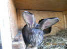 Picture 043