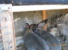 Picture 066