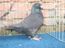 IMG_3877 f 2013