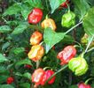 ardei CAROLINA _REAPER  1