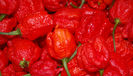 ardei CAROLINA _REAPER  5