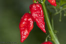 ardei NAGA MORICH  4