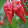 ardei NAGA MORICH 1