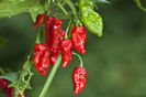 ardei NAGA MORICH 2