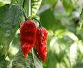 ardei NAGA MORICH 3