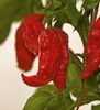ardei NAGA MORICH