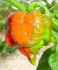 ardei TRINIDAD SCORPION BUTCH 1