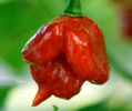 ardei TRINIDAD SCORPION BUTCH 2